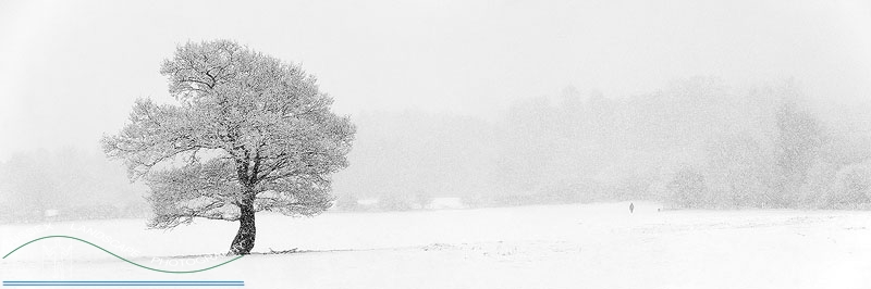 slides/Winter Walker.jpg snow april west sussex winter tree strorm person people dog coldwaltham panoramic oak Winter Walker